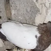 کبوترسینه قوای ماده|پرنده|کارون, |دیوار