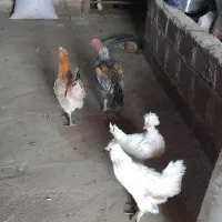 مرغ و خروس دورگ