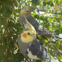 فروش ۵ عروس هلندی خونگی