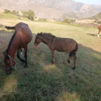 فروشی|حیوانات مزرعه|اردبیل, |دیوار