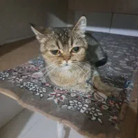 گربه پرشین اسکاتیش بریتیش|گربه|کرج, گوهردشت|دیوار