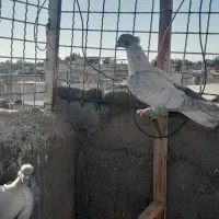 ۳ عدد موشی نقره ای نر