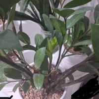 به علت بزرگ شدنش