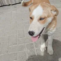 توله ۴ماه نژاد هاسکی