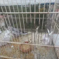 جوجه عروس دانخور|پرنده|رشت, کوی عرفان|دیوار