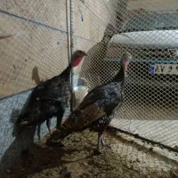 دوعدد بوقلمون ماده