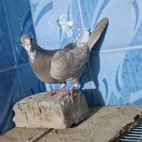 نر پلنگ|پرنده|نیمروز, |دیوار