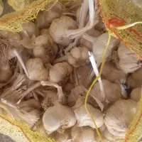سیر