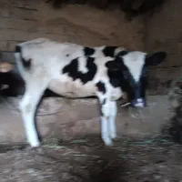 گوساله ماده