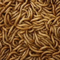 پک ۱۰۰ گرمی میلورم زنده درجه یک