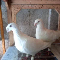 هومر کله اسبی