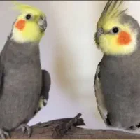 عروس هلندی سخنگو دستی