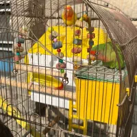 طوطی برزیلی اهلی تحویل درب منزل|پرنده|ارومیه, |دیوار