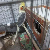 نر مست مست سالم سرحال