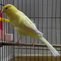 قناری نر کشیده عروسک قرص دهن دار شلاقی بخون بشرط