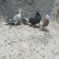 صید هوایی قره سینه طوقی سوسکی|پرنده|مشهد, شهید قربانی|دیوار