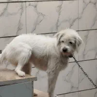 واگذاری سگ نژاد شیدزو