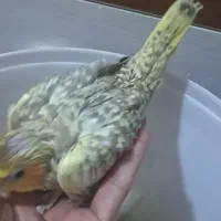عروس هلندی نرمه خوروسرلاکی|پرنده|شیراز, شهرک رضوان|دیوار