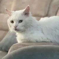 گربه پرشین انگورا