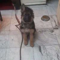 توله سگ ژرمن شولاین موبلند|سگ|تهران, استخر|دیوار