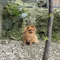 یک قلاده پامر  ماده بالغ یک سر خرسی