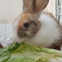 خرگوش خونگی