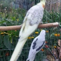 عروس هلندی مولد با سه جوجه سه هفته ای|پرنده|اهر, |دیوار