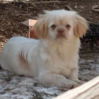 سگ‌پیکینیز