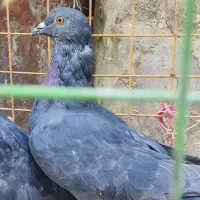 4عدد کبوتر پلاکی خوش پرواز|پرنده|ایوان, |دیوار