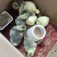 جوجه قوغاز اوکراینی