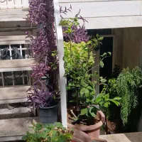 ۷۰متر ۱خواب،صادقیه،ستارخان،بلوار شهید گلاب