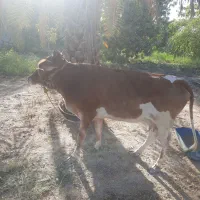 گاو جرسی آبستن ۵ ماهه به همراه گوساله ماده|حیوانات مزرعه|میناب, |دیوار