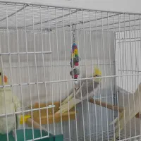 2 جفت عروس هلندی لوتیونو همراه جوجه