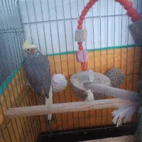 فروش یک جفت عروس هلندی