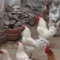 خروس|حیوانات مزرعه|چالوس, |دیوار
