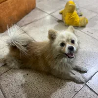 پامرین اصل از نژاد روباهی آلمانی|سگ|پاکدشت, پاکدشت (مامازند)|دیوار