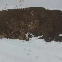 پهن گوسفندی خالص ریز