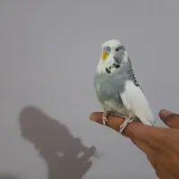 مرغ عشق انگلیسی طوطی برزیلی عروس هلندی کبوتر  فنچ