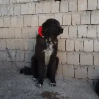 توله 11ماهه