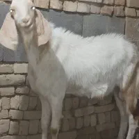 نر بز تخمی
