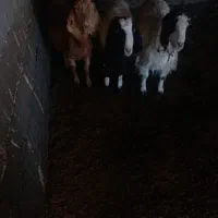 بـز|حیوانات مزرعه|طاغنکوه, |دیوار