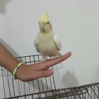 عروس هلندی دستی باقفس