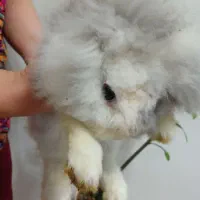 خرگوش لوپ کاراملی واگذاری