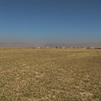 یونجه خورد کرده (بومی)