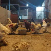 خروس ویژه (سه برابر خروس محلی) قیمت مناسب- گراش|حیوانات مزرعه|گراش, |دیوار