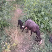 یک راس میش ، نژاد شال