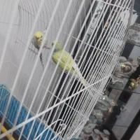 جفت مرغ عشق با یک جوجه