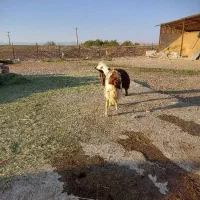بره قوچ پلنگی اصیل|حیوانات مزرعه|الشتر, |دیوار