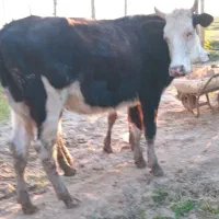 تلیسه سمینتال اصل بندر ترکمن داشتی قربانی دوسال رد