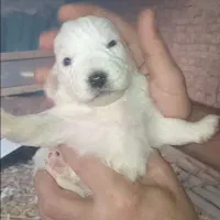 سگ پاکوتاه اشپیتز